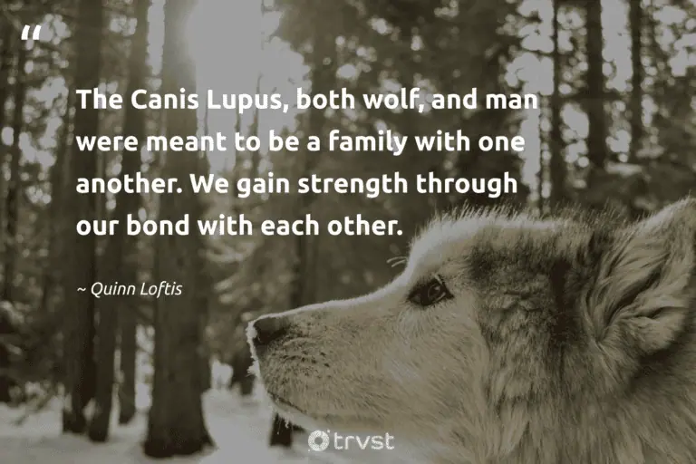 "The Canis Lupus, both wolf, and man were meant to be a family with one another. We gain strength through our bond with each other." -Quinn Loftis #trvst #quotes #gogreen #thinkgreen #wolf #youngadult #youngadultbooks

