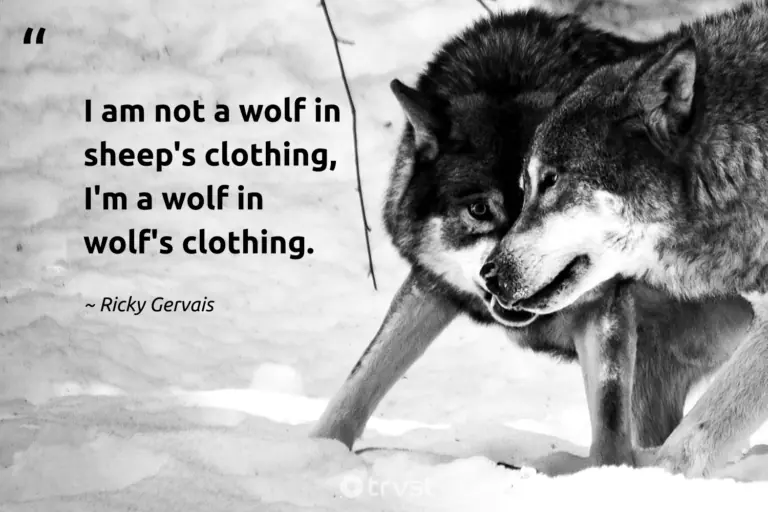 "I am not a wolf in sheep's clothing, I'm a wolf in wolf's clothing." -Ricky Gervais #trvst #quotes #thinkgreen #gogreen #wolf #sheep