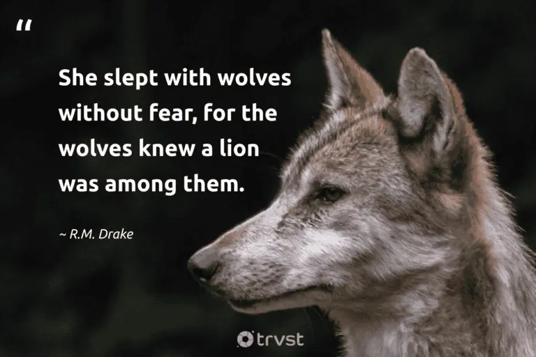 "She slept with wolves without fear, for the wolves knew a lion was among them." -R.M. Drake #trvst #quotes #socialimpact #changetheworld #wolf #modernliterature #books
