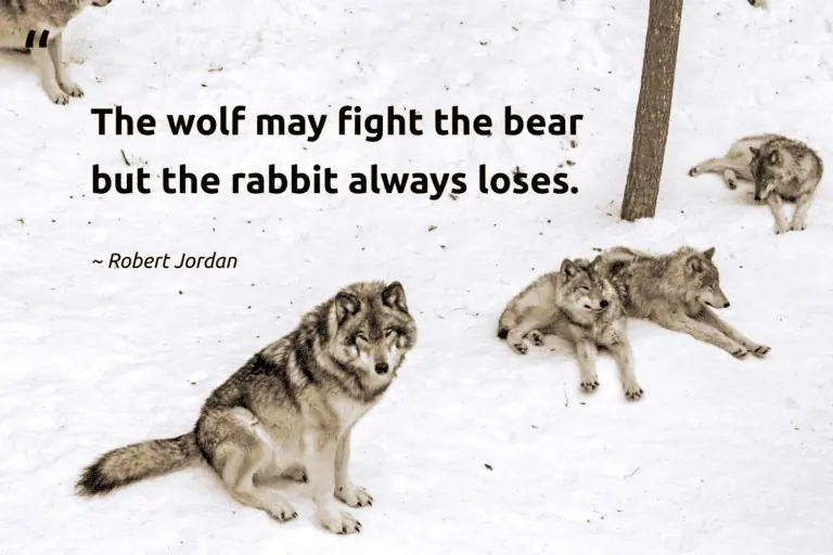 "The wolf may fight the bear but the rabbit always loses." -Robert Jordan #trvst #quotes #impact #collectiveaction #wolf #captionideas