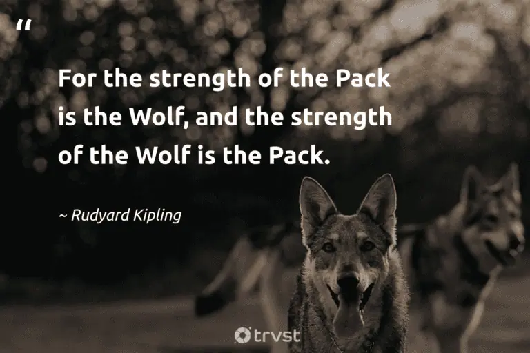 "For the strength of the Pack is the Wolf, and the strength of the Wolf is the Pack." -Rudyard Kipling #trvst #quotes #changetheworld #dogood #wolf #wolfpack