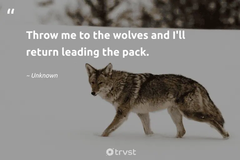 "Throw me to the wolves and I'll return leading the pack." -Unknown #trvst #quotes #thinkgreen #changetheworld #wolf #leader