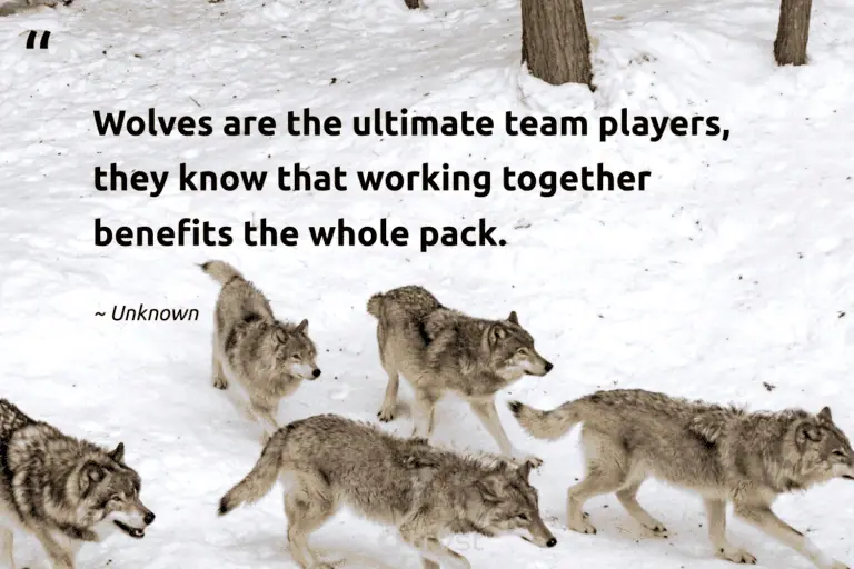 "Wolves are the ultimate team players, they know that working together benefits the whole pack." -Unknown #trvst #quotes #bethechange #socialimpact #wolf #wolfpack
