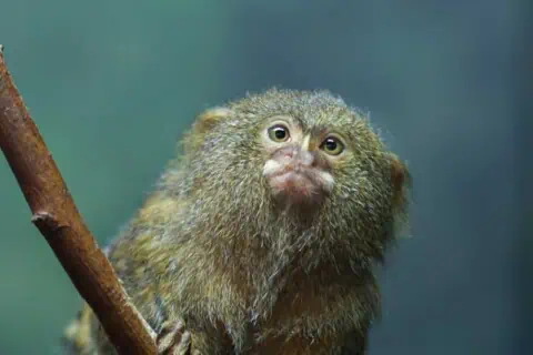 20 Finger Monkey Facts - All About The Pygmy Marmoset