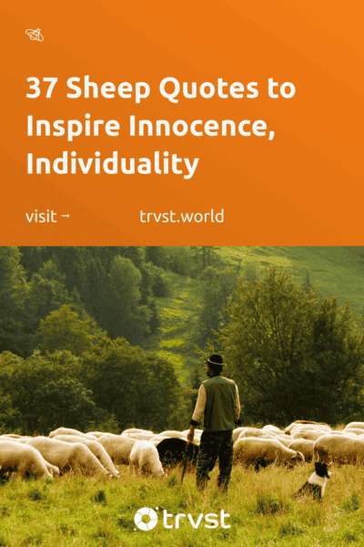 Pinterest Image for 37 Sheep Quotes to Inspire Innocence, Individuality