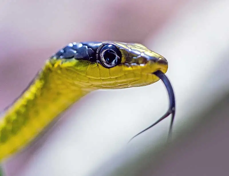 25 Surprising Snake Facts About These Slithering Reptiles