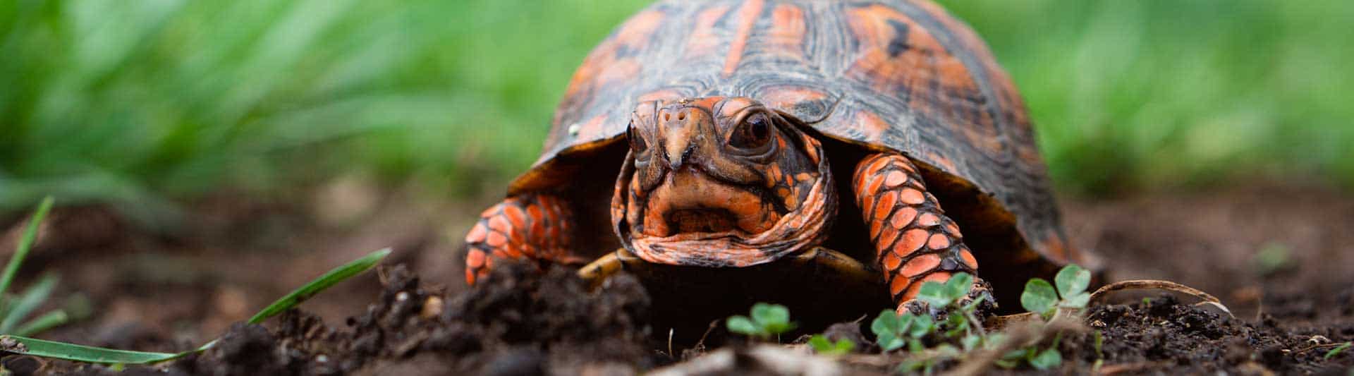 14 Different Types of Turtles and Turtle Species