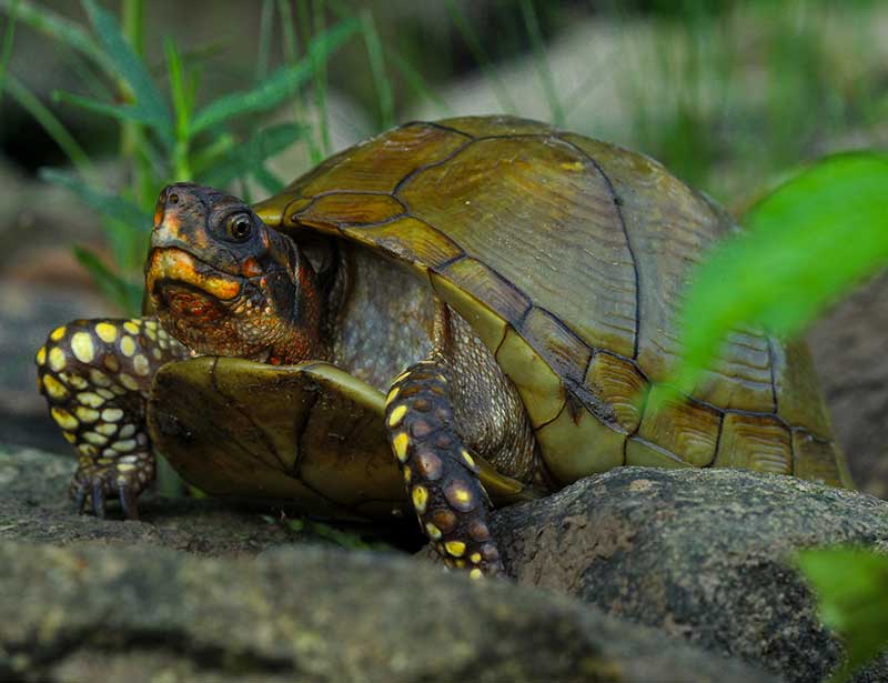 14 Different Types of Turtles and Turtle Species