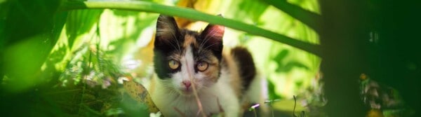 Cat Quotes