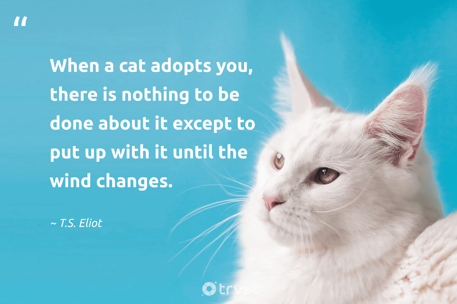 45 Cat Quotes for Every Feline Fan