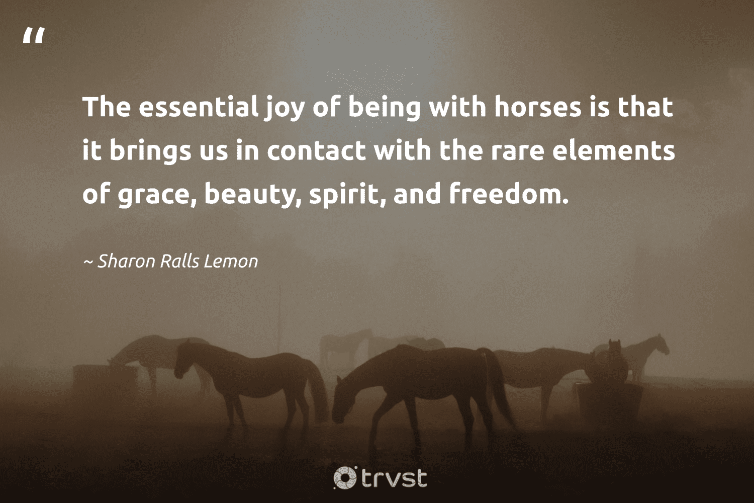 30 Horse Quotes to Inspire Freedom and Companionship