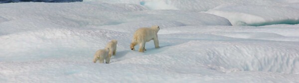Polar Bear Quotes