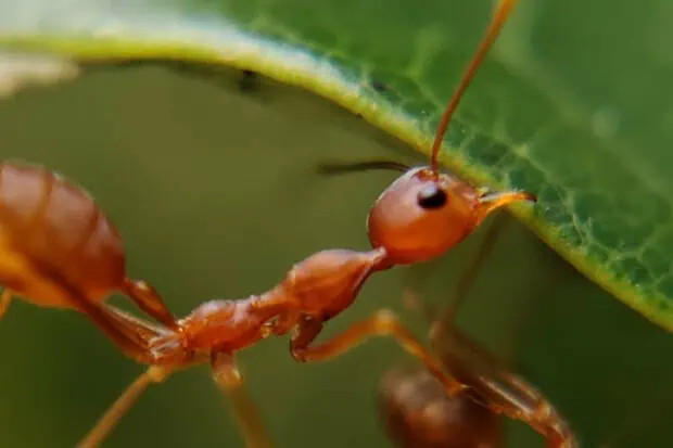 19 Ant Facts: Fun Facts About The Tiny Powerhouse