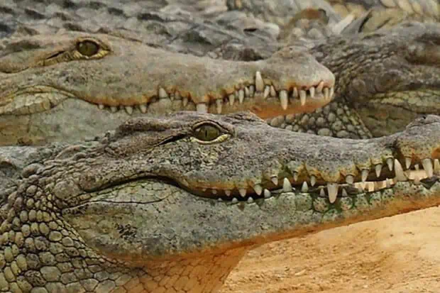 14 Crocodile Facts About The Water Monster