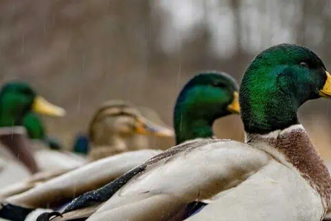 42 Duck Quotes about the Friendly Waterfowls