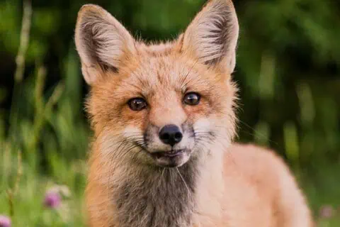 40 Fascinating Fox Quotes about the Clever Canines