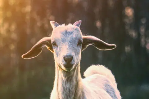 16 Fun Goat Facts About These Remarkable Ruminants