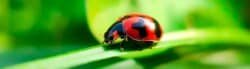 Ladybug Quotes