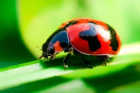 25 Ladybug Quotes Admiring the Miraculous Beetles