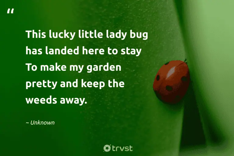 Ladybug Quips 25 Ladybug Quotes Admiring the Tiny Miraculous Beetles