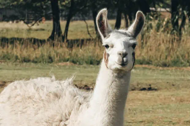 15 Surprising Llama Facts About These Gentle Creatures