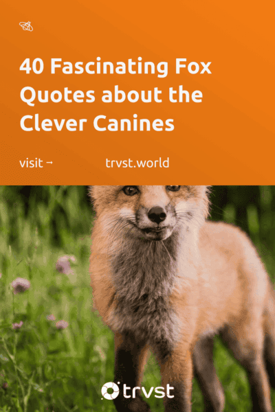 Pinterest Image for 40 Fascinating Fox Quotes about the Clever Canines