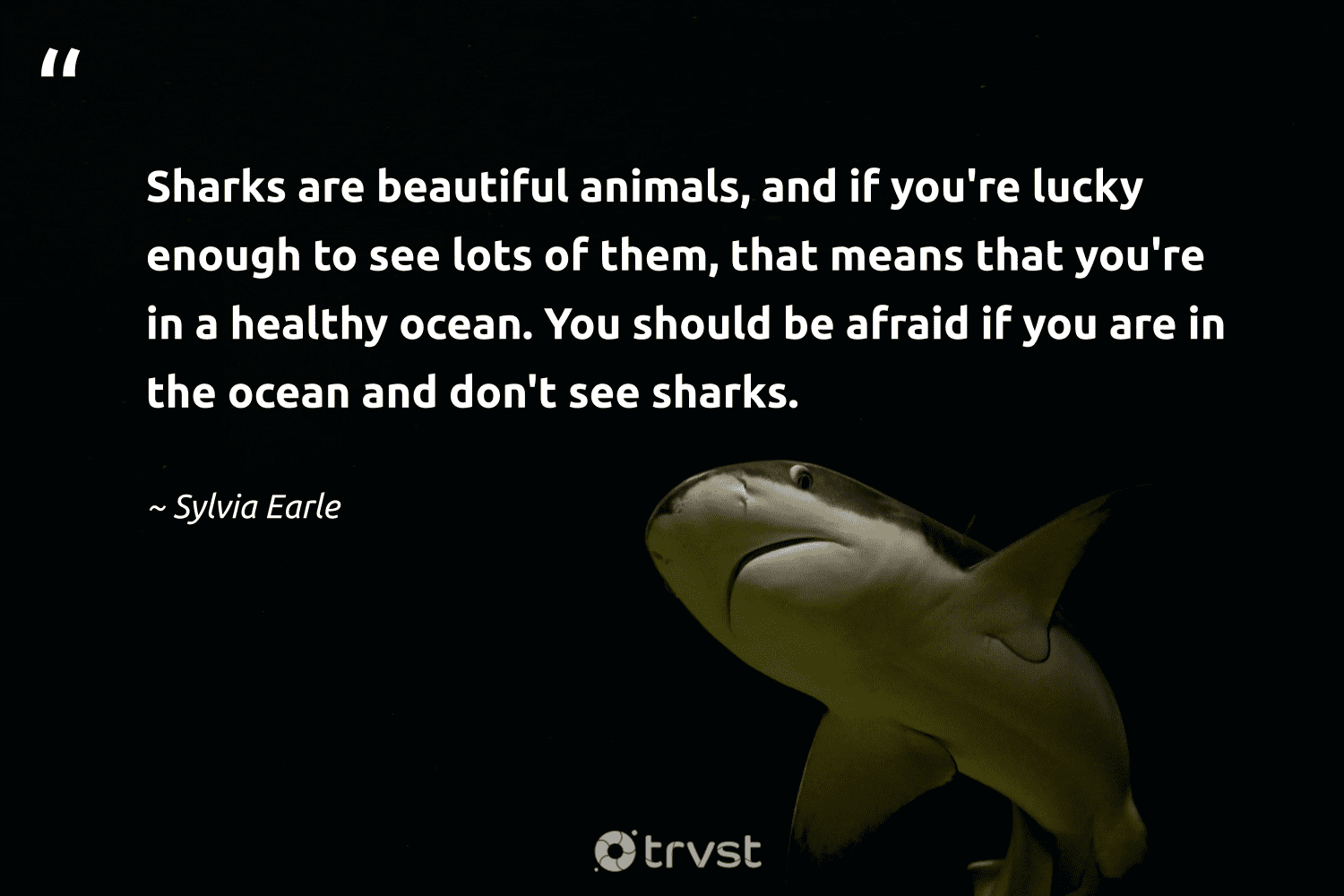 40 Shark Quotes About the Revered Predator of The Ocean