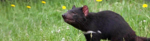 Tasmanian Devil Facts