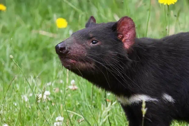 14 Surprising Tasmanian Devil Facts About The Devilish Marsupial