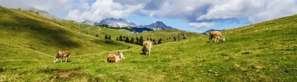 Cow Quotes