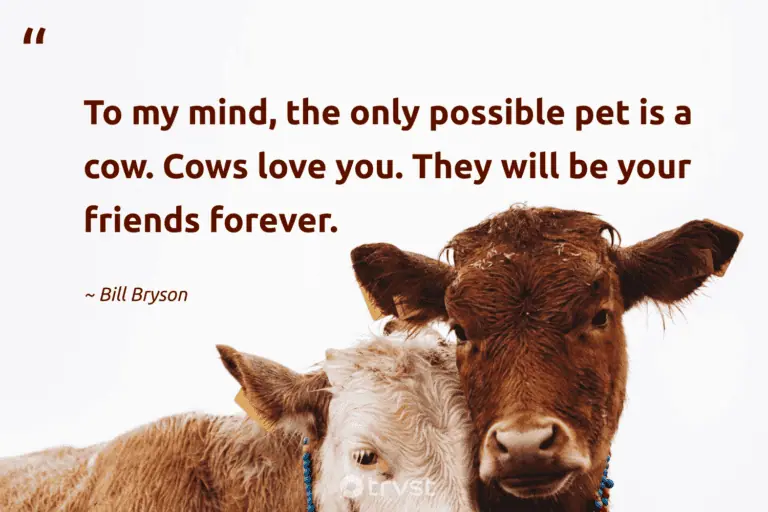 "To my mind, the only possible pet is a cow. Cows love you. They will be your friends forever." -Bill Bryson #trvst #quotes #beinspired #bethechange #cow #friends #love 