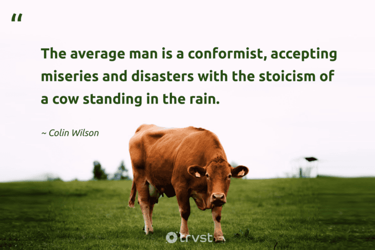 "The average man is a conformist, accepting miseries and disasters with the stoicism of a cow standing in the rain." -Colin Wilson #trvst #quotes #bethechange #takeaction #cow 