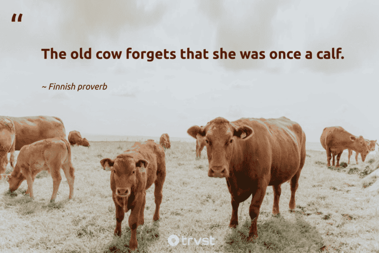 "The old cow forgets that she was once a calf." -Finnish proverb #trvst #quotes #dogood #socialchange #cow 