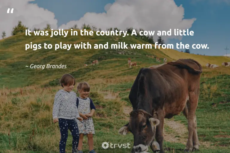 "It was jolly in the country. A cow and little pigs to play with and milk warm from the cow." -Georg Brandes #trvst #quotes #socialimpact #bethechange #cow 
