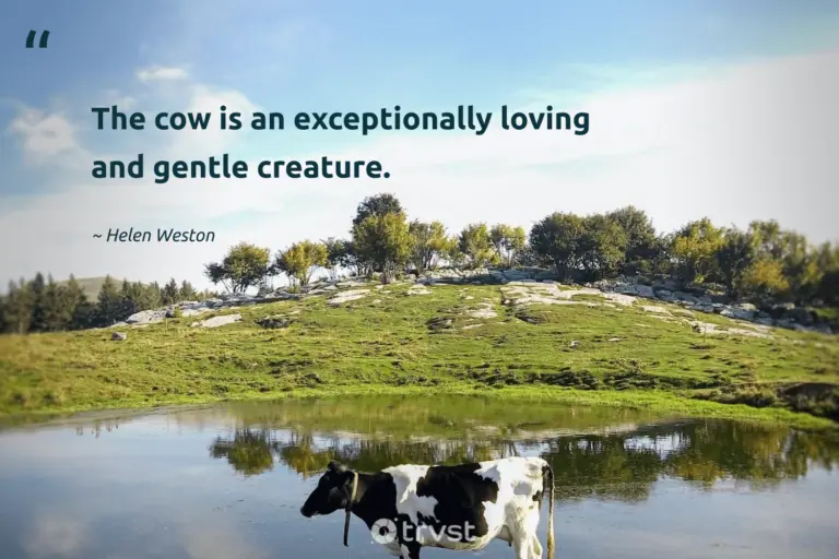 "The cow is an exceptionally loving and gentle creature." -Helen Weston #trvst #quotes #impact #takeaction #cow 