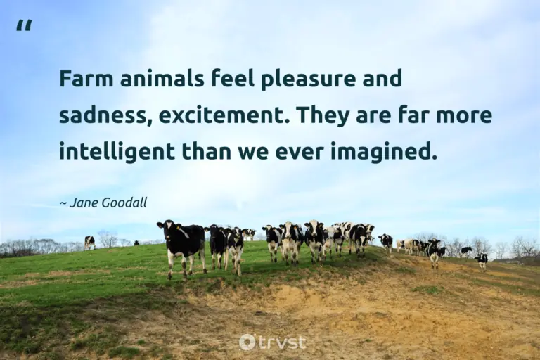 "Farm animals feel pleasure and sadness, excitement. They are far more intelligent than we ever imagined." -Jane Goodall #trvst #quotes #dogood #thinkgreen #cow 