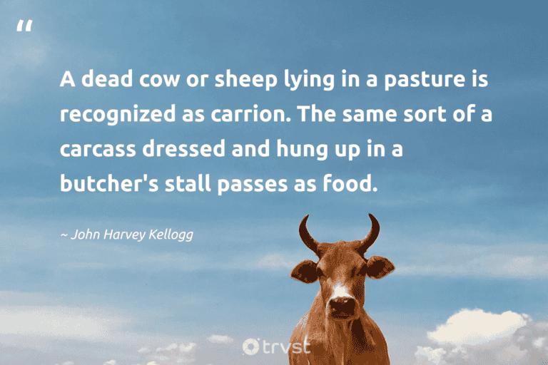 "A dead cow or sheep lying in a pasture is recognized as carrion. The same sort of a carcass dressed and hung up in a butcher's stall passes as food." -John Harvey Kellogg #trvst #quotes #gogreen #impact #cow #food 