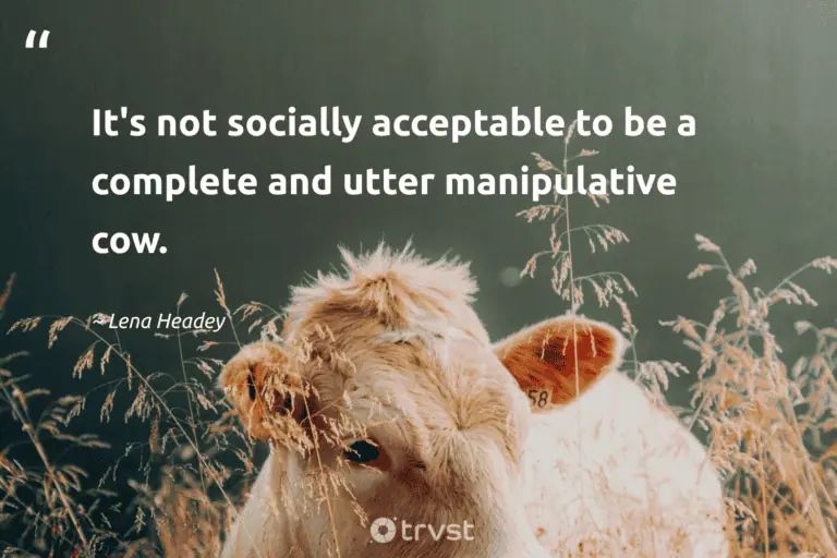 "It's not socially acceptable to be a complete and utter manipulative cow." -Lena Headey #trvst #quotes #collectiveaction #changetheworld #cow 
