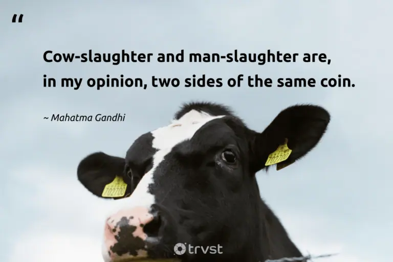 "Cow-slaughter and man-slaughter are, in my opinion, two sides of the same coin." -Mahatma Gandhi #trvst #quotes #collectiveaction #planetearthfirst #cow 