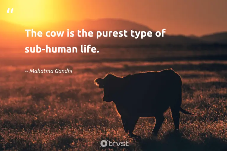 "The cow is the purest type of sub-human life." -Mahatma Gandhi #trvst #quotes #changetheworld #ecoconscious #cow #life 