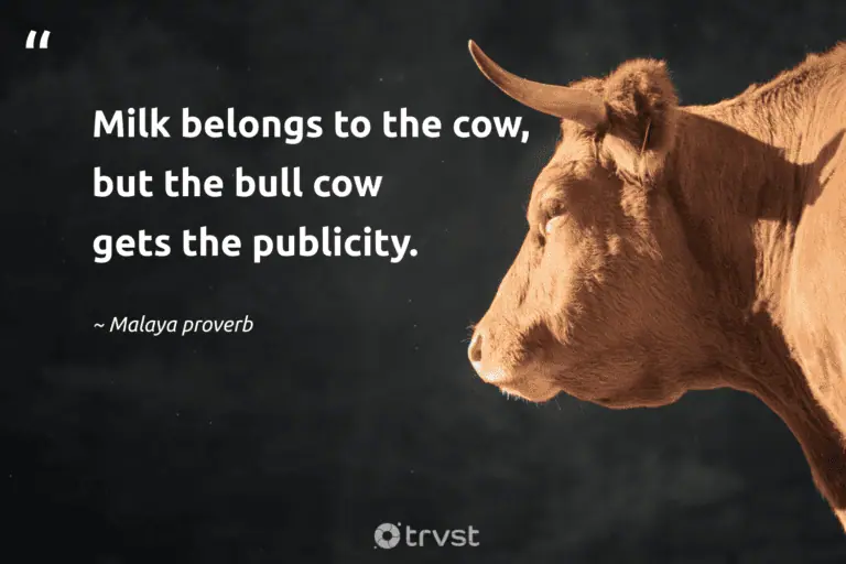 "Milk belongs to the cow, but the bull cow gets the publicity." -Malaya proverb #trvst #quotes #impact #beinspired #cow 