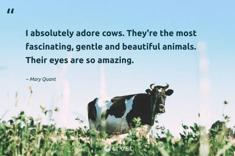 "I absolutely adore cows. They're the most fascinating, gentle and beautiful animals. Their eyes are so amazing." -Mary Quant #trvst #quotes #planetearthfirst #bethechange #cow #adore 