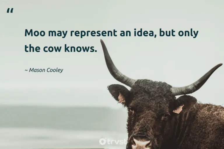 "Moo may represent an idea, but only the cow knows." -Mason Cooley #trvst #quotes #thinkgreen #bethechange #cow 