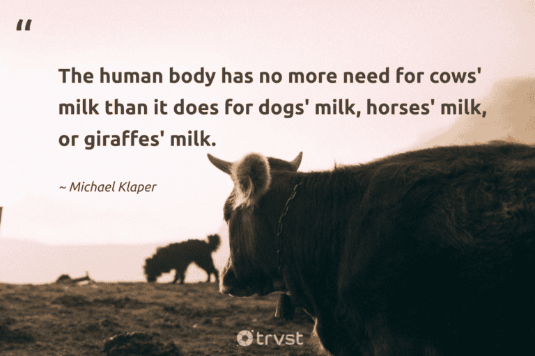 "The human body has no more need for cows' milk than it does for dogs' milk, horses' milk, or giraffes' milk." -Michael Klaper #trvst #quotes #bethechange #ecoconscious #cow #human 