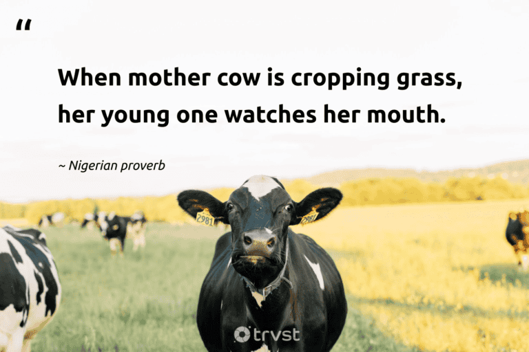 "When mother cow is cropping grass, her young one watches her mouth." -Nigerian proverb #trvst #quotes #beinspired #socialchange #cow #young 