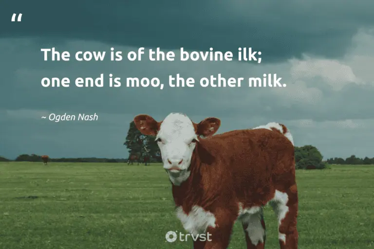 "The cow is of the bovine ilk; one end is moo, the other milk." -Ogden Nash #trvst #quotes #dogood #socialchange #cow 