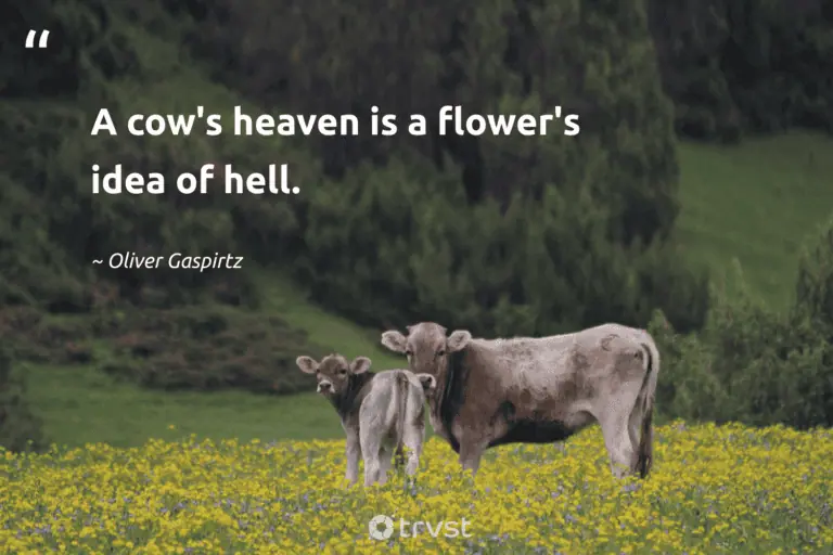 "A cow's heaven is a flower's idea of hell." -Oliver Gaspirtz #trvst #quotes #impact #planetearthfirst #cow #flowers 