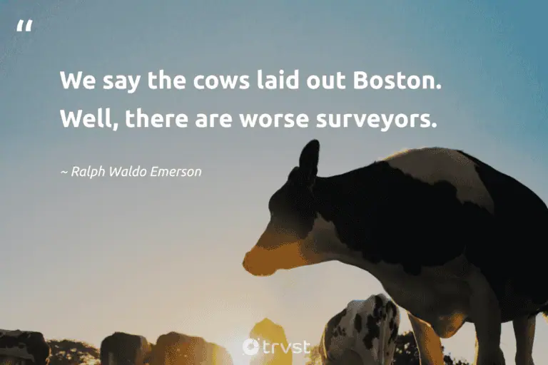 "We say the cows laid out Boston. Well, there are worse surveyors." -Ralph Waldo Emerson #trvst #quotes #changetheworld #thinkgreen #cow 