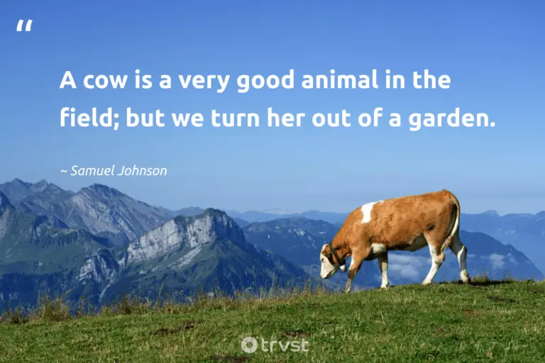 "A cow is a very good animal in the field; but we turn her out of a garden." -Samuel Johnson #trvst #quotes #takeaction #socialchange #cow #animal #garden 