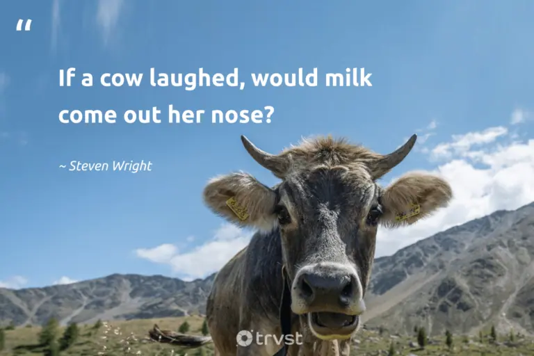 "If a cow laughed, would milk come out her nose?" -Steven Wright #trvst #quotes #socialchange #thinkgreen #cow 
